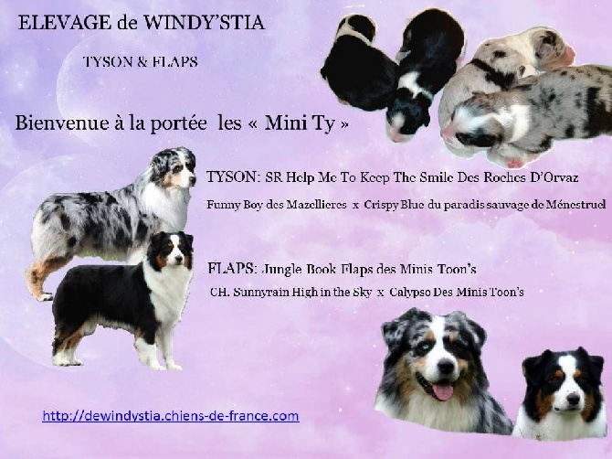 De Windy'stia - Les bébés de la portée Mini Ty sont arrivés!!!