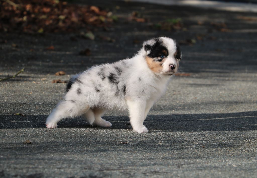 De Windy'stia - Chiot disponible  - Berger Australien