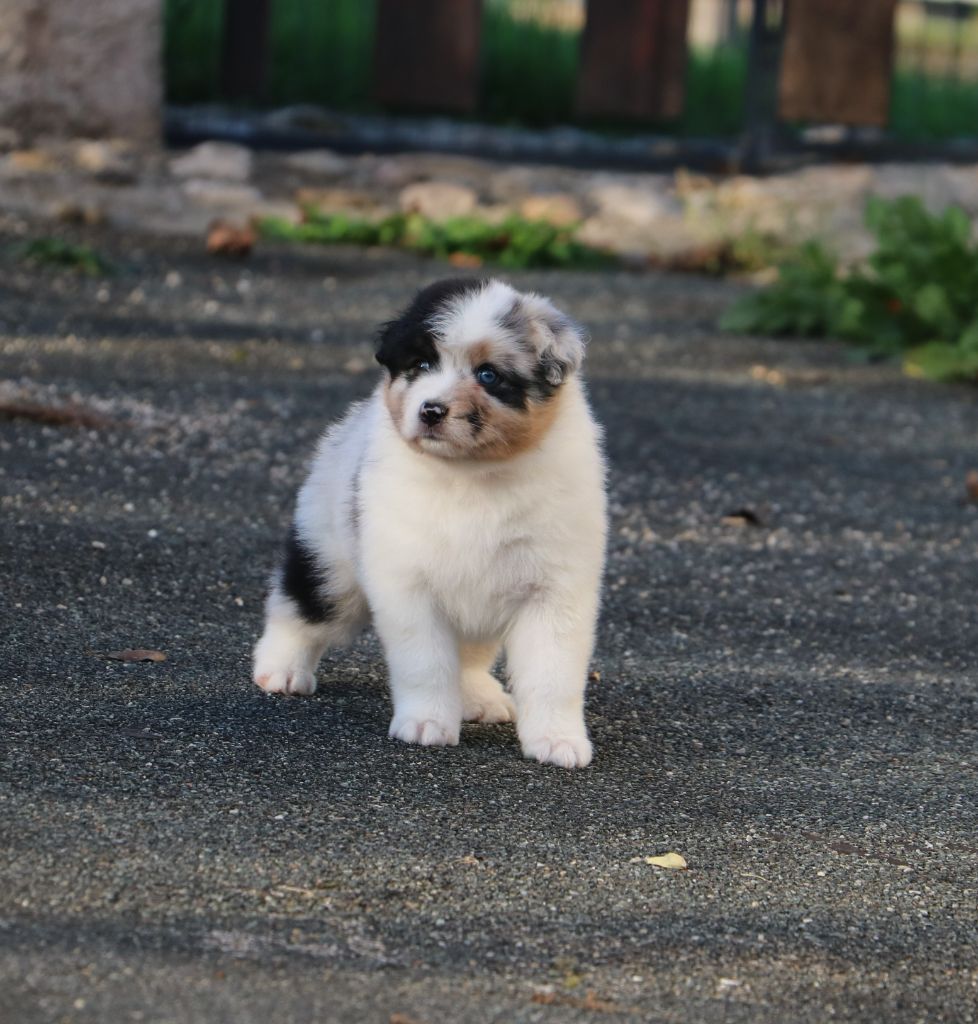 De Windy'stia - Chiot disponible  - Berger Australien