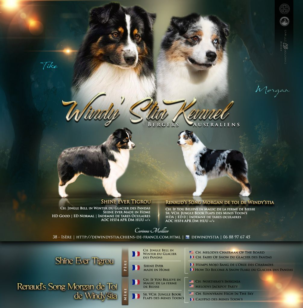 chiot Berger Australien De Windy'stia