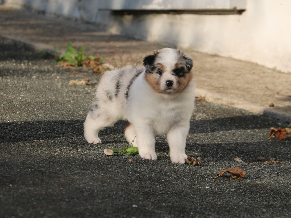 De Windy'stia - Chiot disponible  - Berger Australien