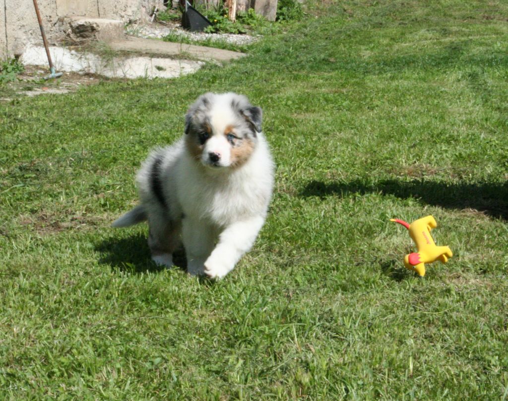 De Windy'stia - Chiots disponibles - Berger Australien