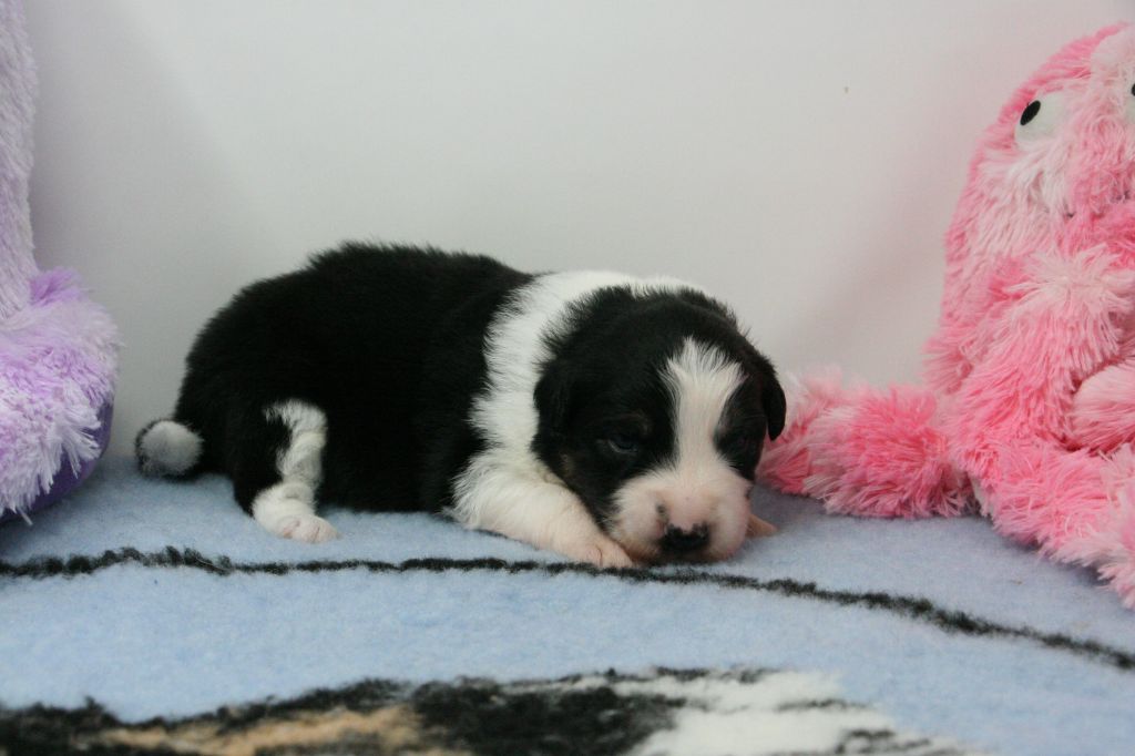 De Windy'stia - Chiots disponibles - Berger Australien