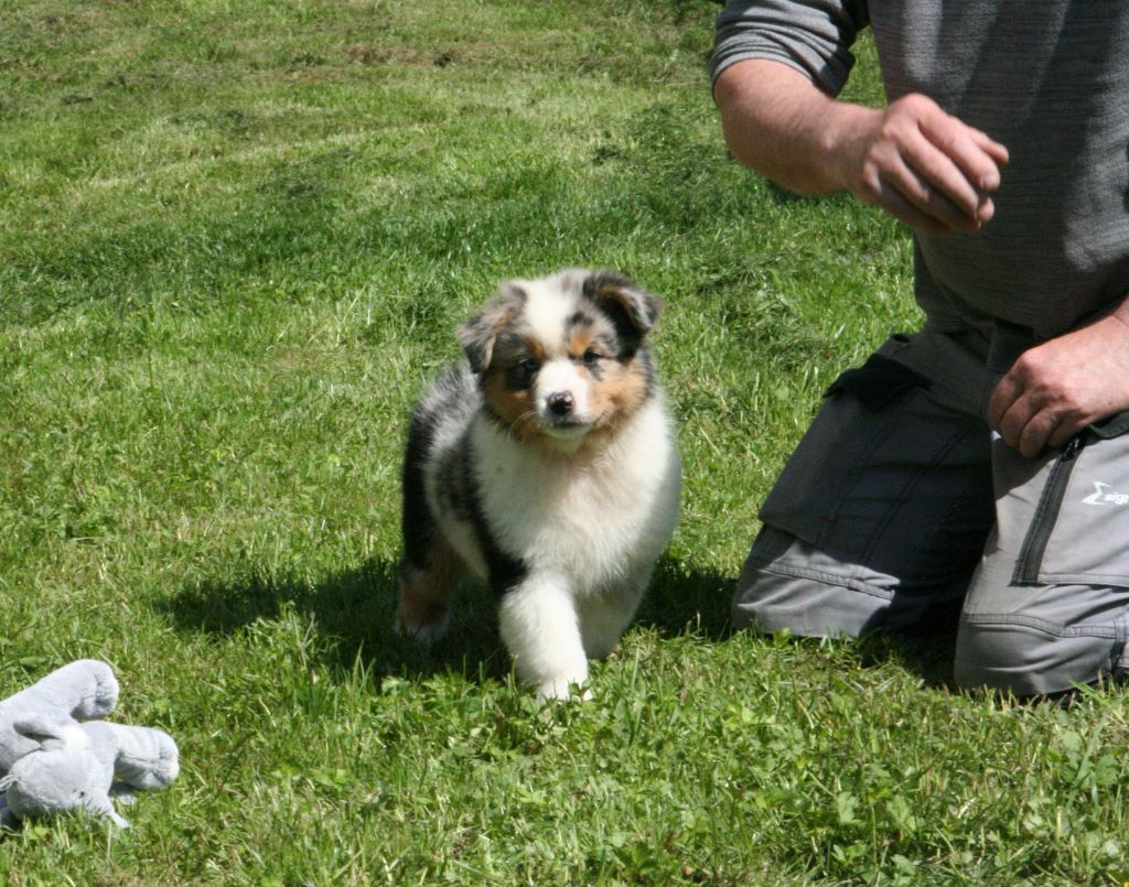 De Windy'stia - Chiots disponibles - Berger Australien
