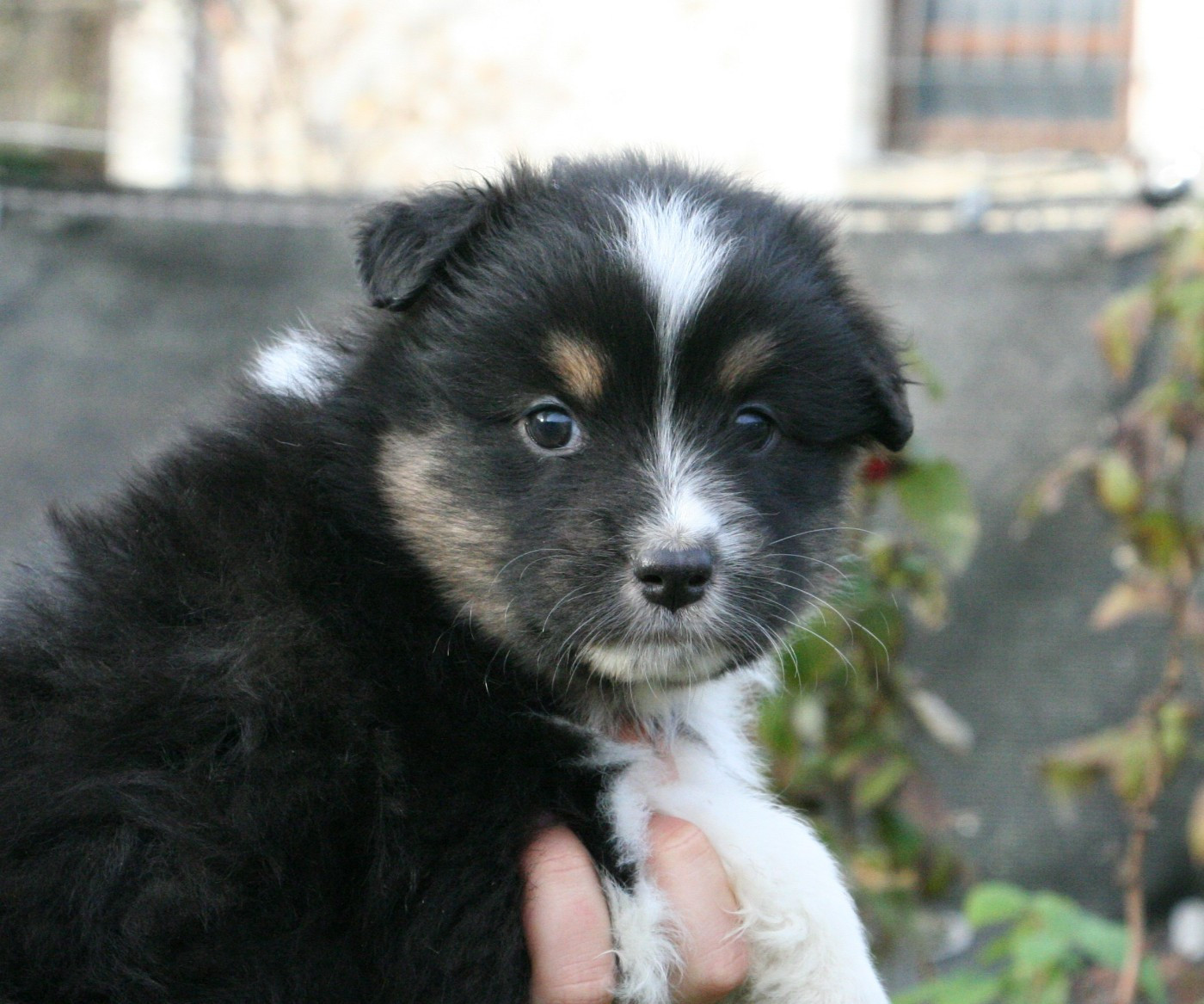 De Windy'stia - Chiots disponibles - Berger Australien