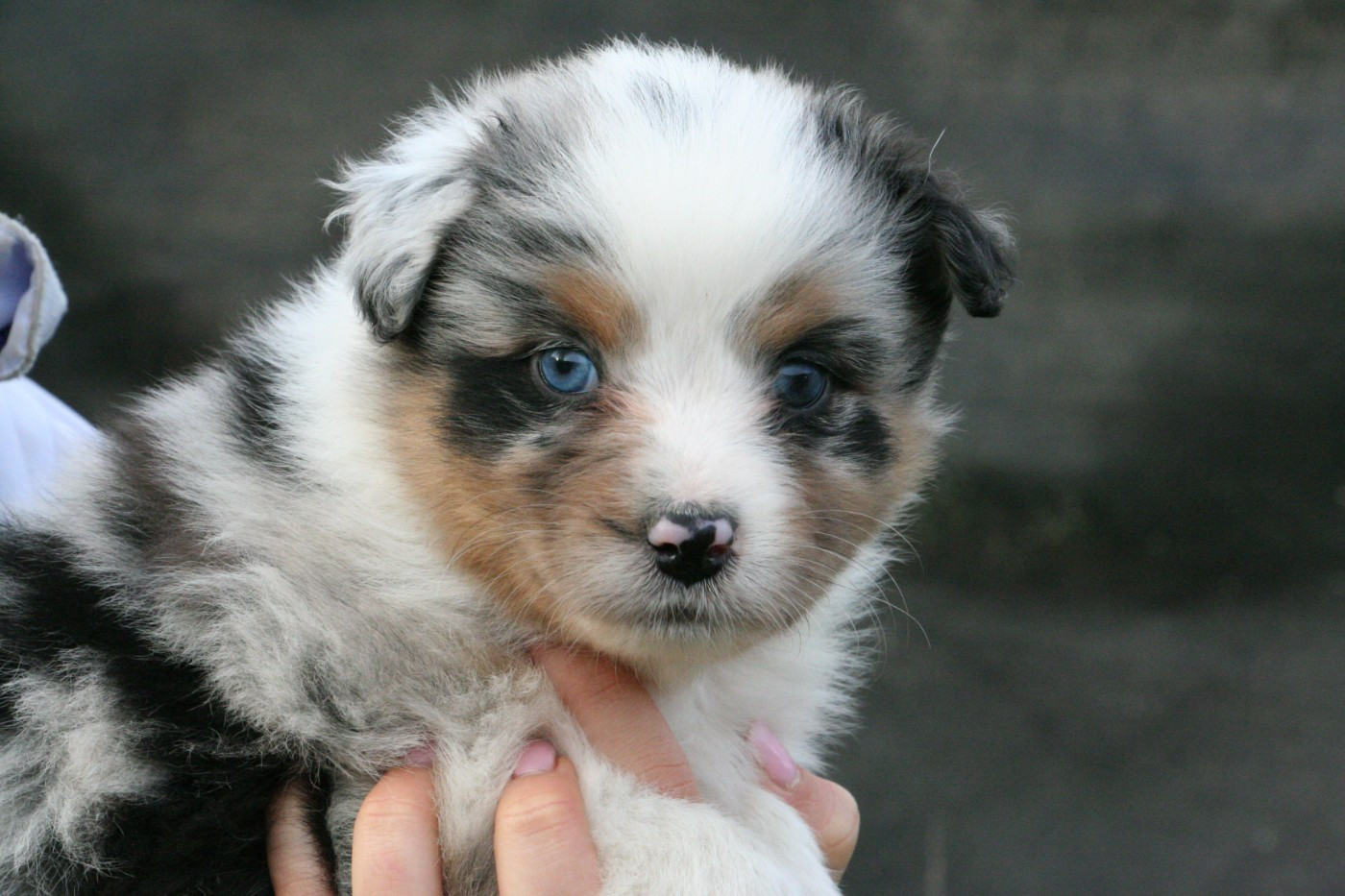 De Windy'stia - Chiots disponibles - Berger Australien