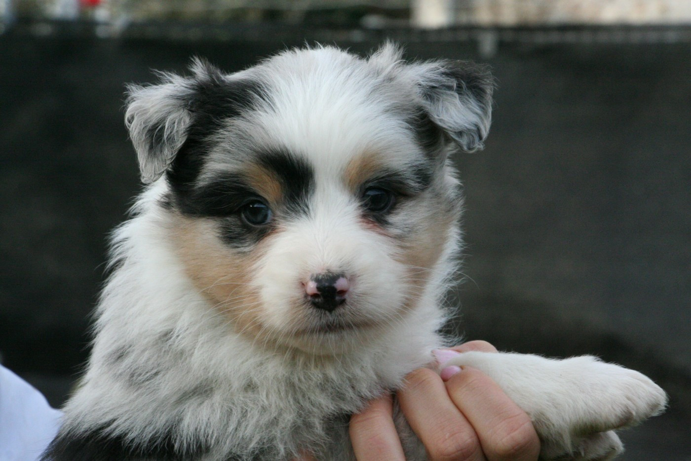 De Windy'stia - Chiots disponibles - Berger Australien