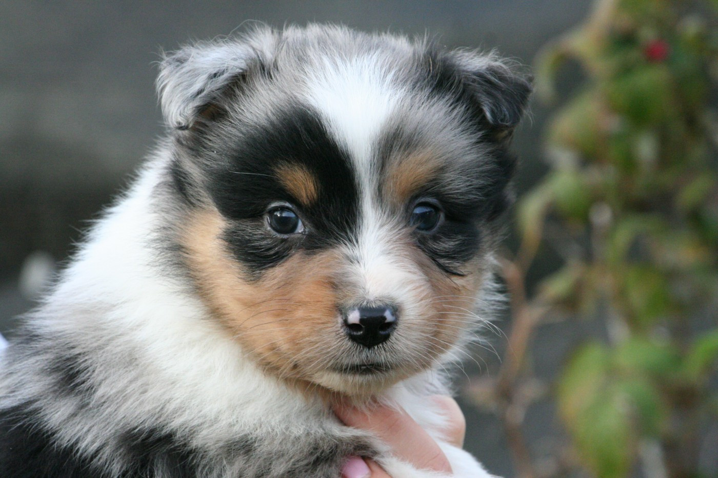 De Windy'stia - Chiots disponibles - Berger Australien