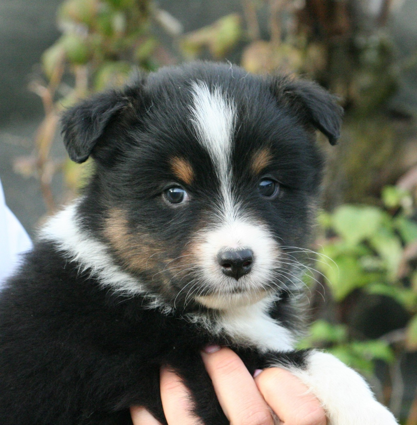 De Windy'stia - Chiots disponibles - Berger Australien