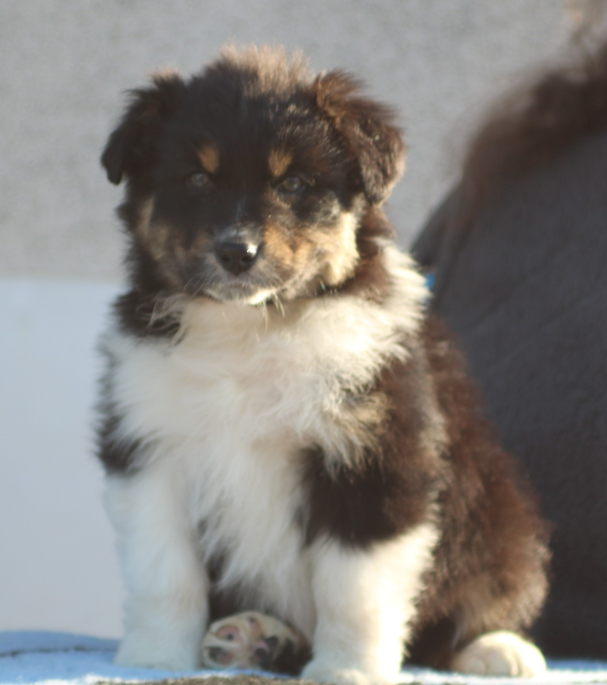 De Windy'stia - Chiots disponibles - Berger Australien