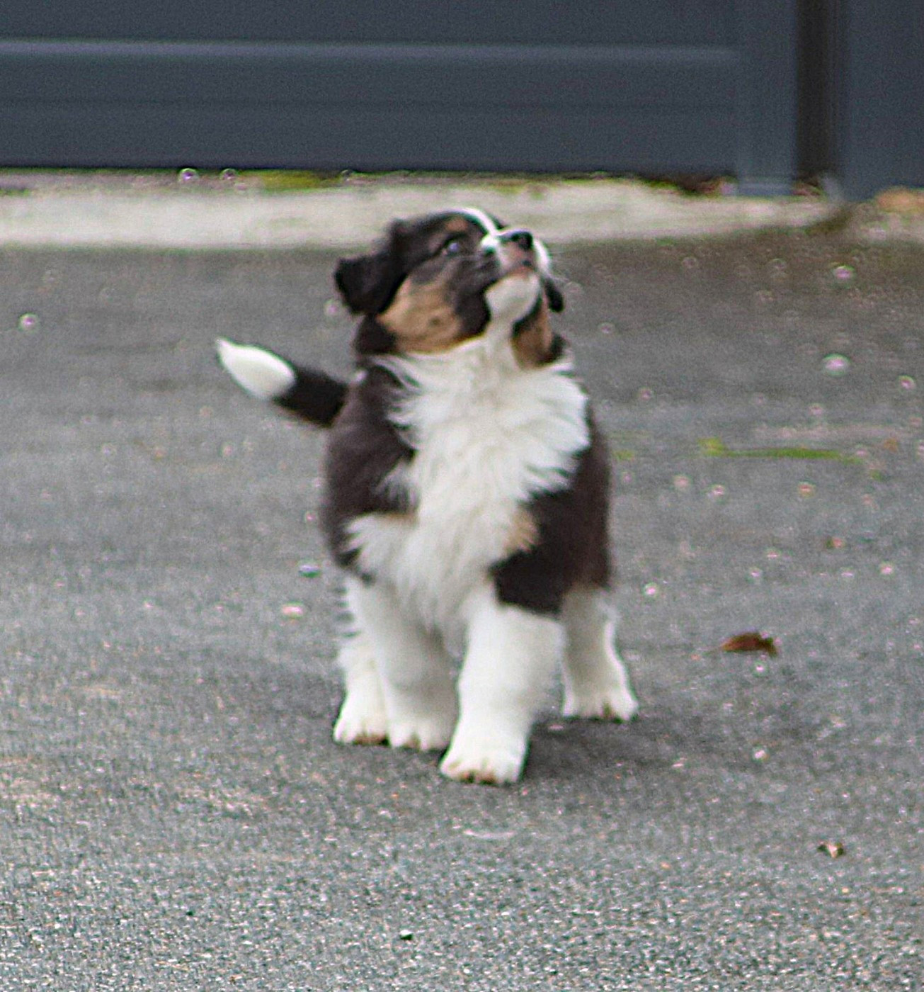 De Windy'stia - Chiots disponibles - Berger Australien