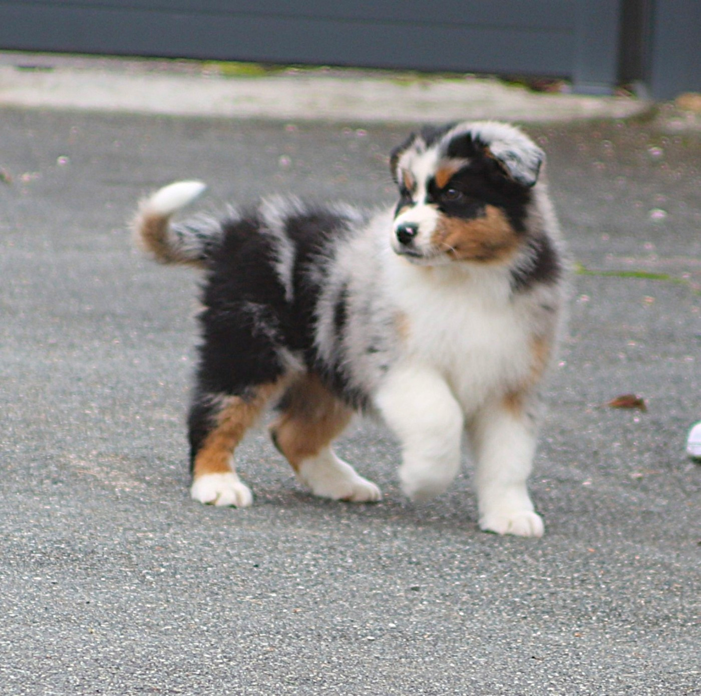 De Windy'stia - Chiots disponibles - Berger Australien