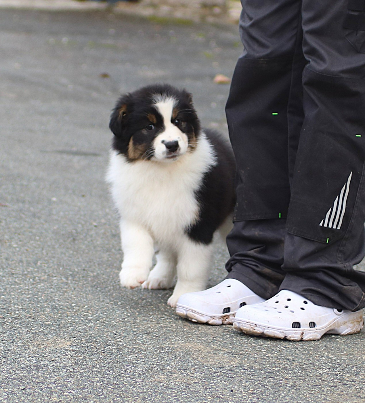 De Windy'stia - Chiots disponibles - Berger Australien