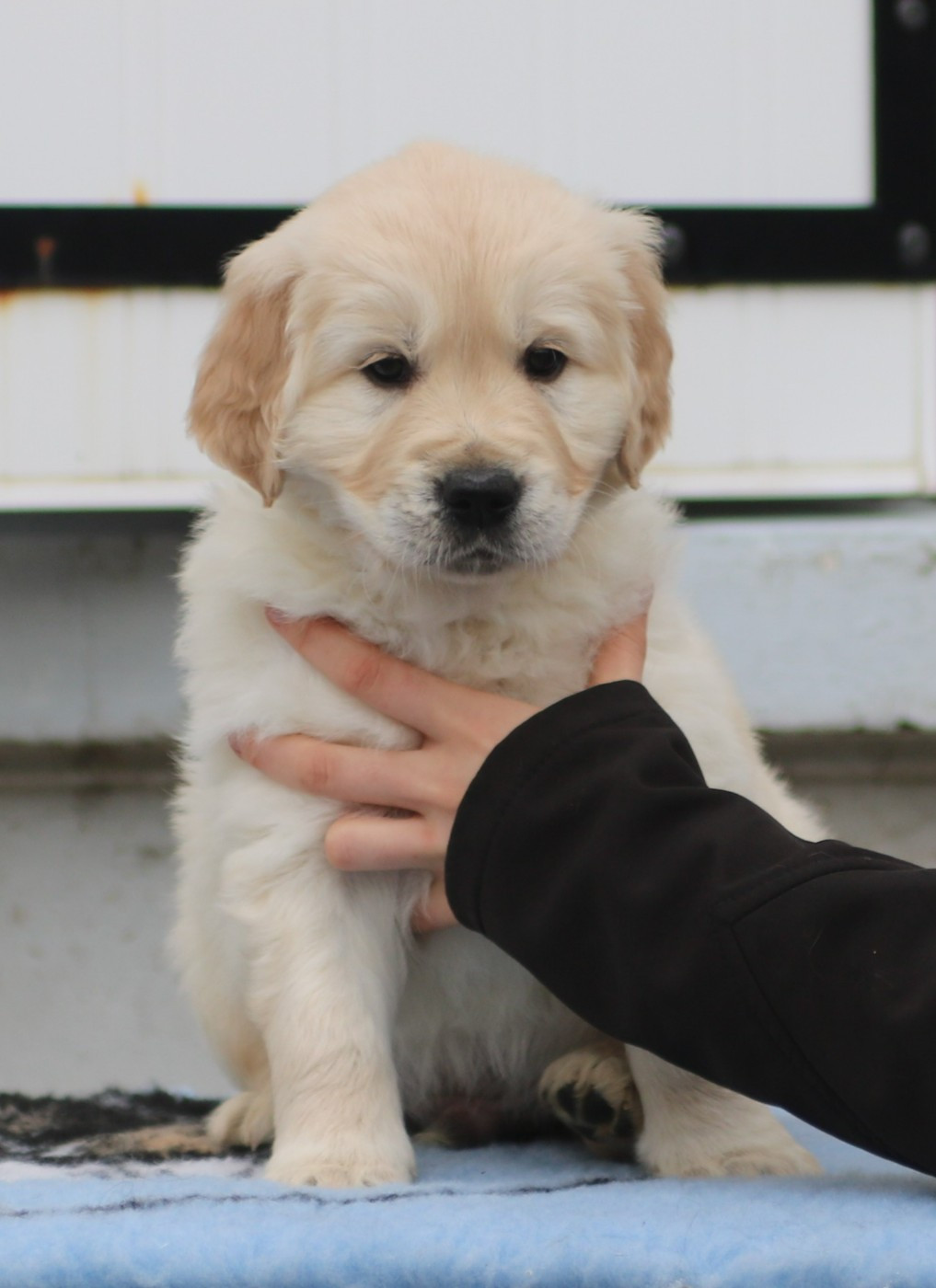 De Windy'stia - Golden Retriever - Portée née le 20/10/2025