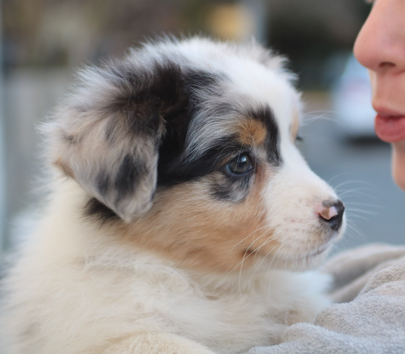 De Windy'stia - Chiots disponibles - Berger Australien