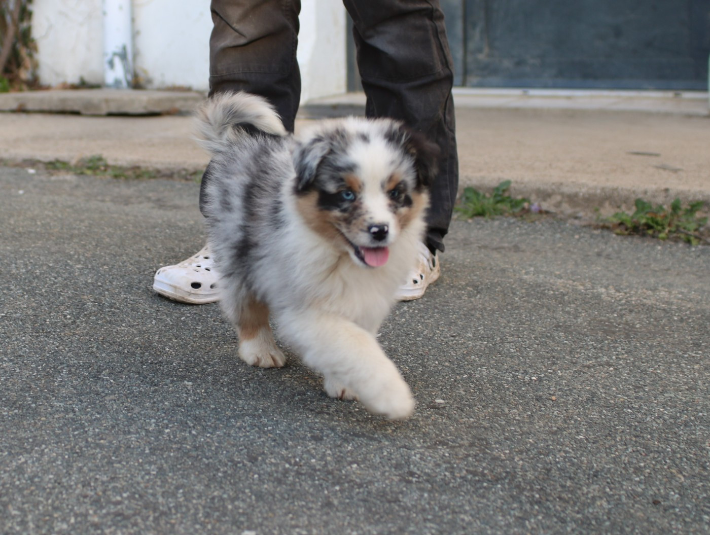 De Windy'stia - Chiots disponibles - Berger Australien