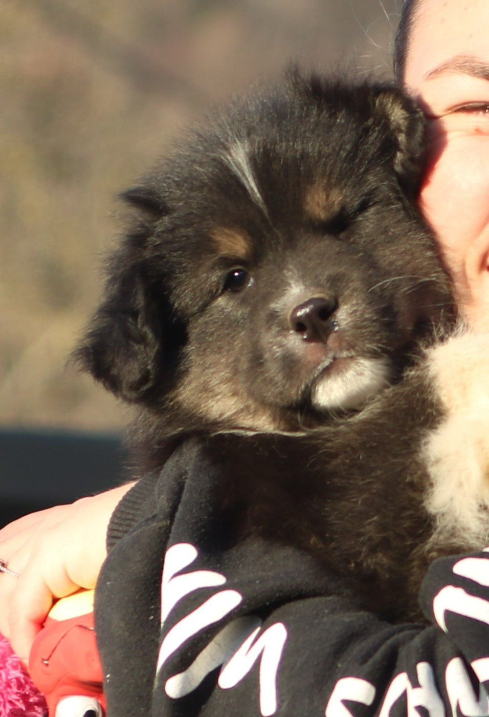 De Windy'stia - Chiots disponibles - Berger Australien