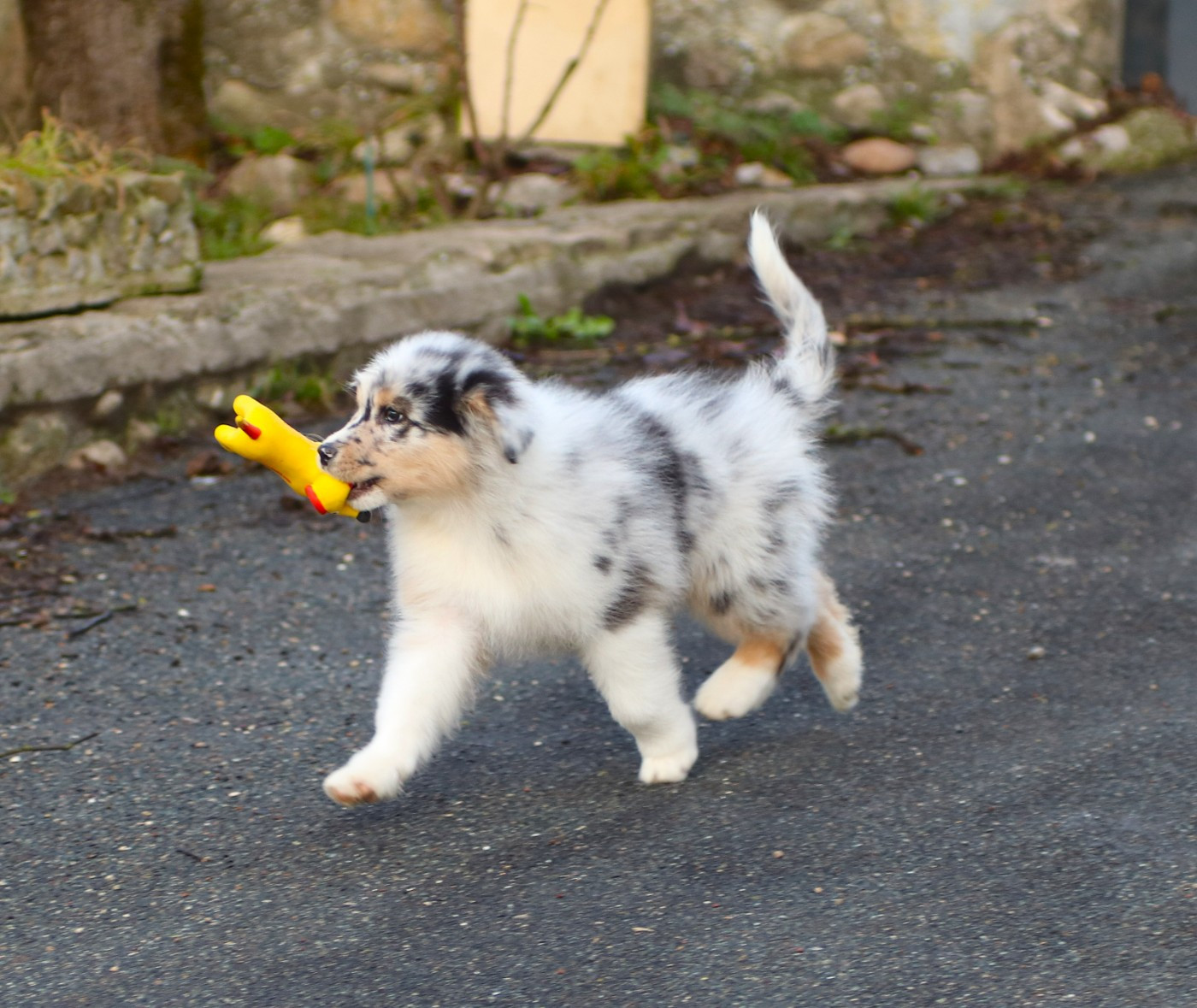 De Windy'stia - Chiots disponibles - Berger Australien