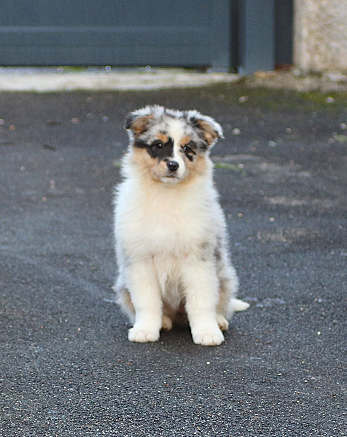 De Windy'stia - Chiots disponibles - Berger Australien