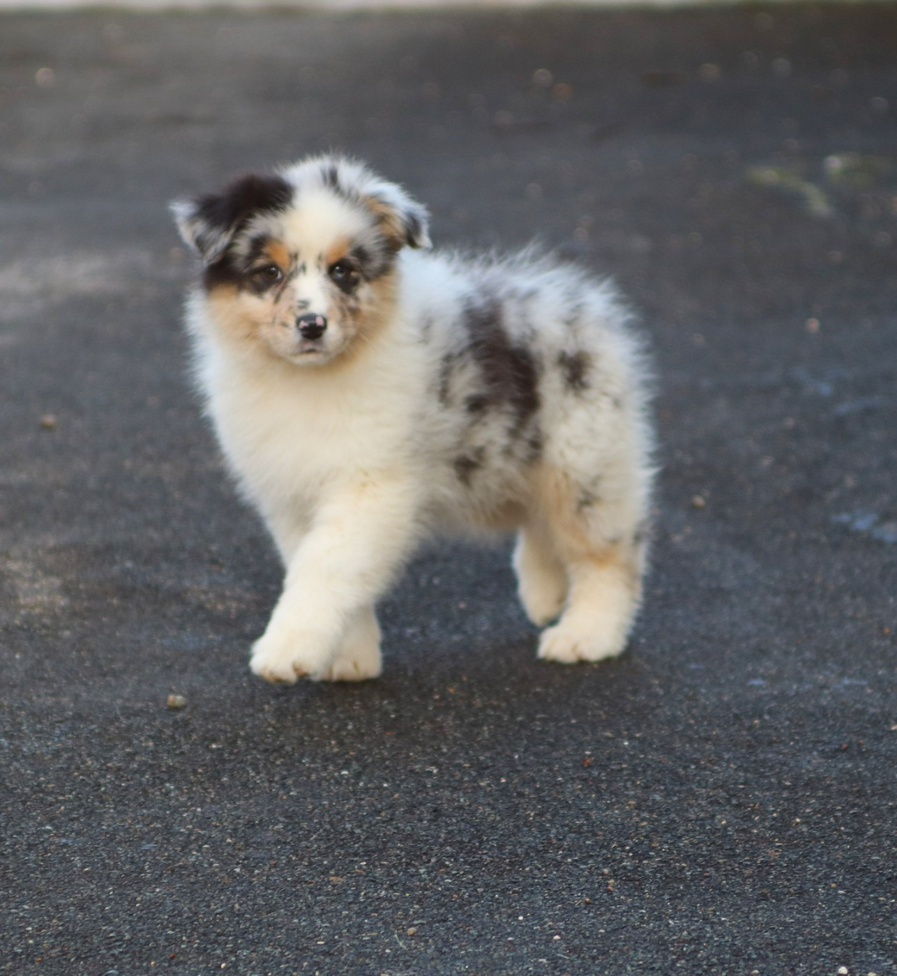 De Windy'stia - Chiots disponibles - Berger Australien