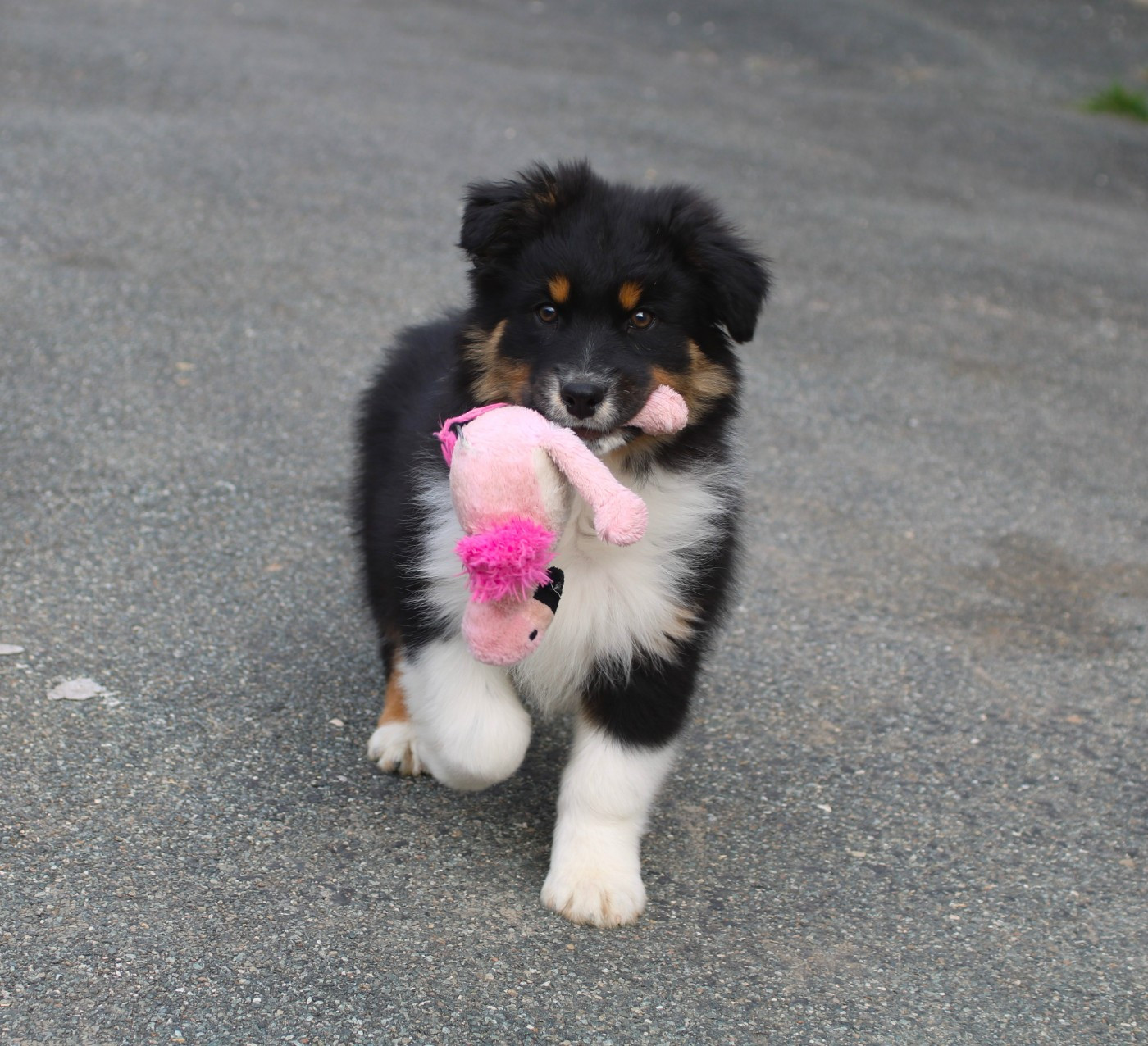 De Windy'stia - Chiots disponibles - Berger Australien