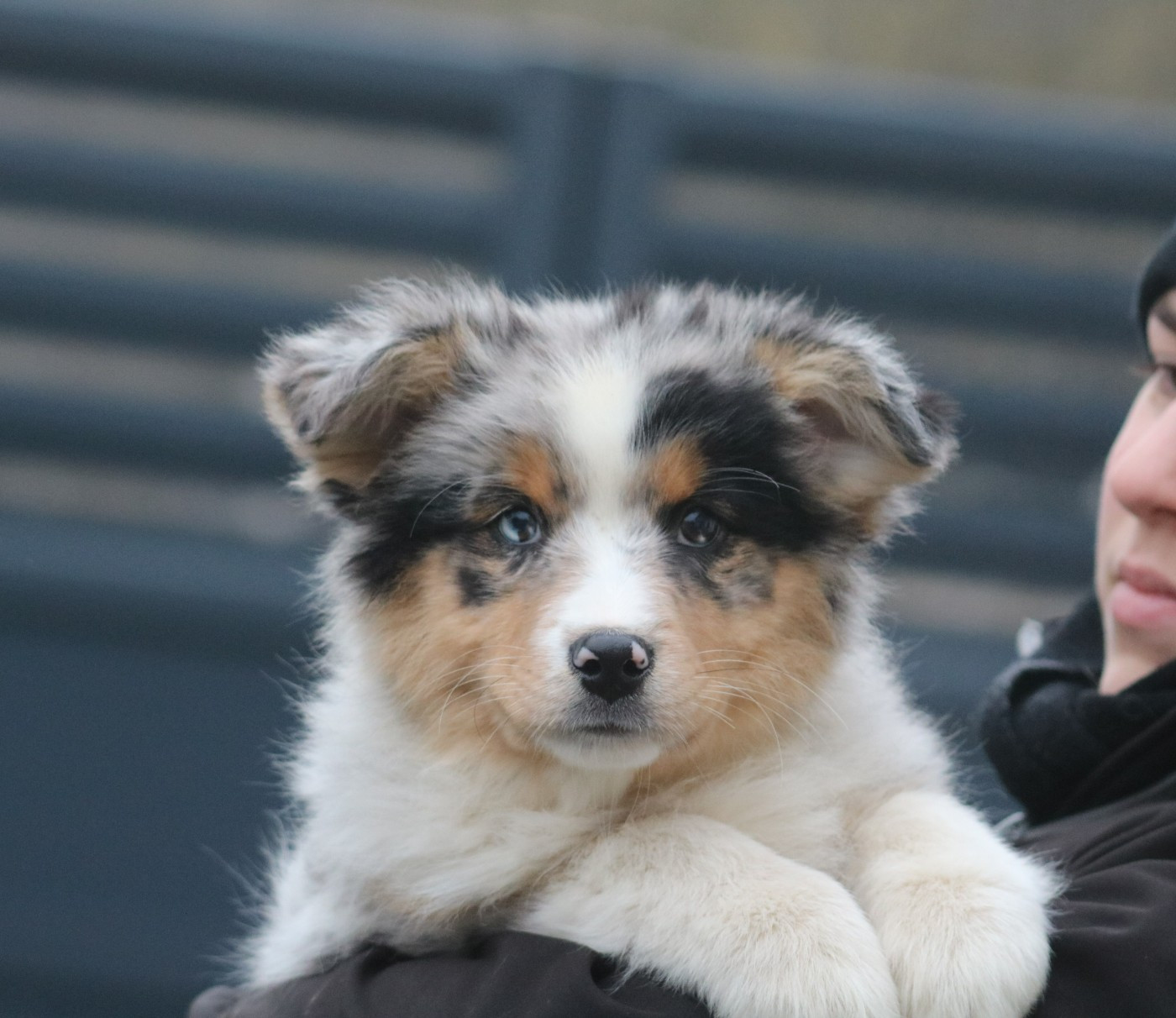 De Windy'stia - Chiots disponibles - Berger Australien