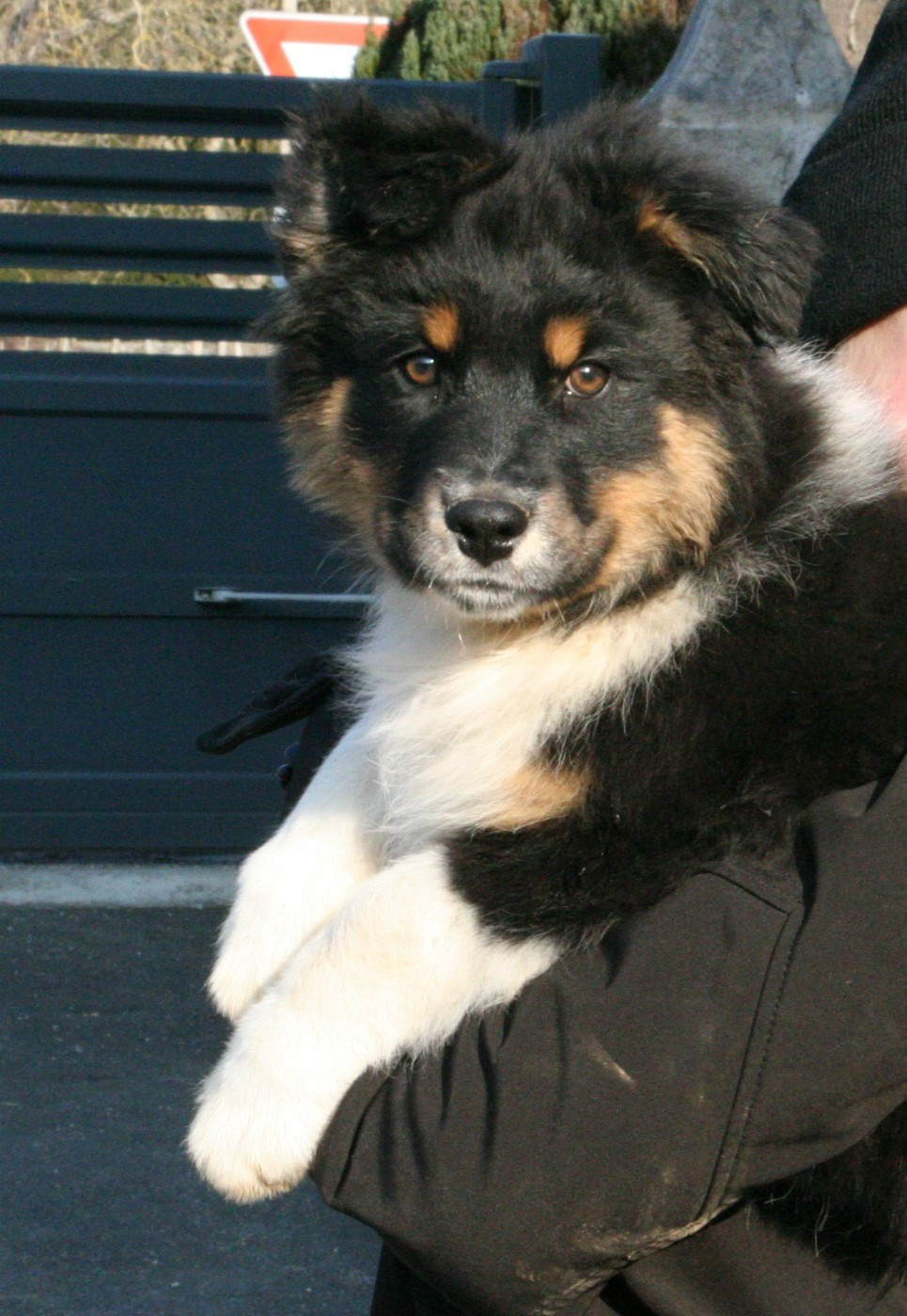 De Windy'stia - Berger Australien - Portée née le 06/10/2025