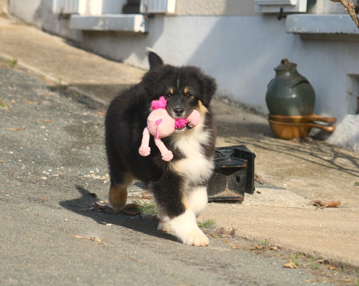 De Windy'stia - Chiots disponibles - Berger Australien