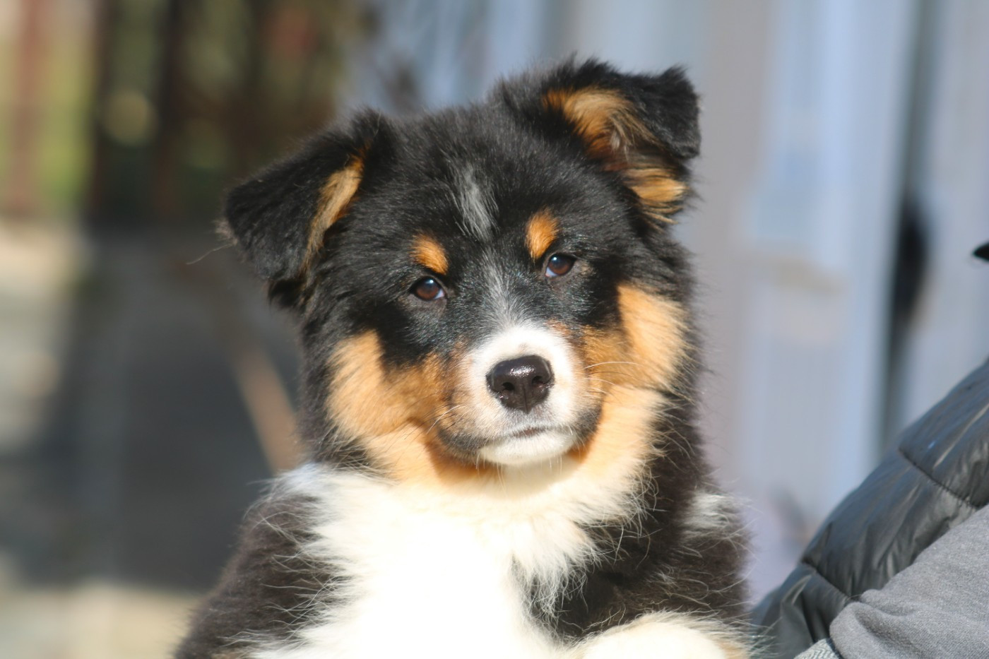 De Windy'stia - Chiots disponibles - Berger Australien