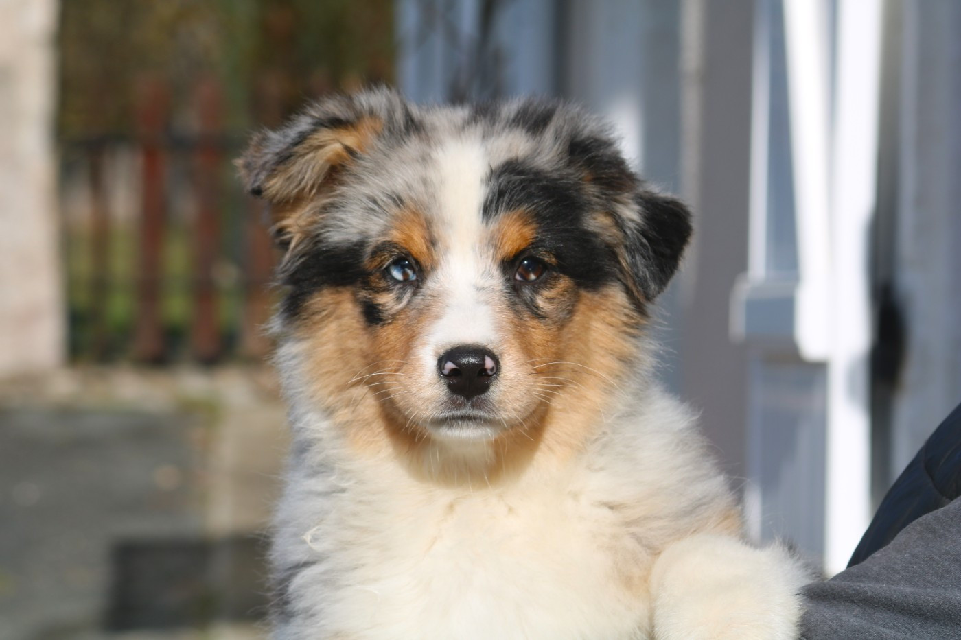 De Windy'stia - Chiots disponibles - Berger Australien