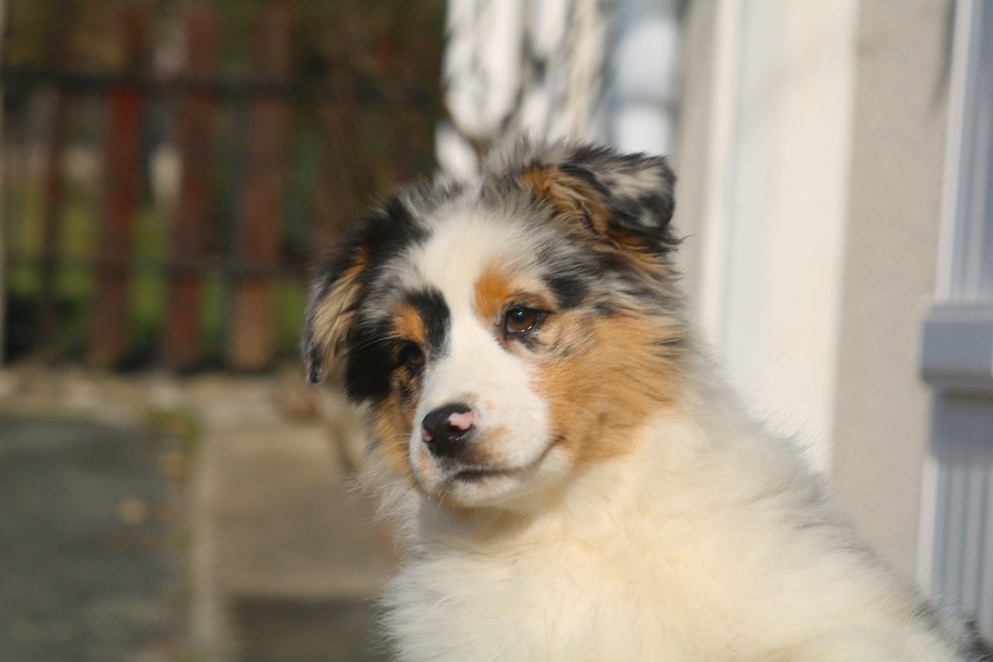 De Windy'stia - Chiots disponibles - Berger Australien