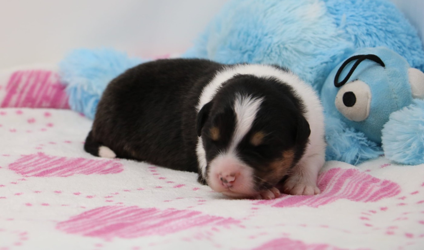 De Windy'stia - Chiots disponibles - Berger Australien