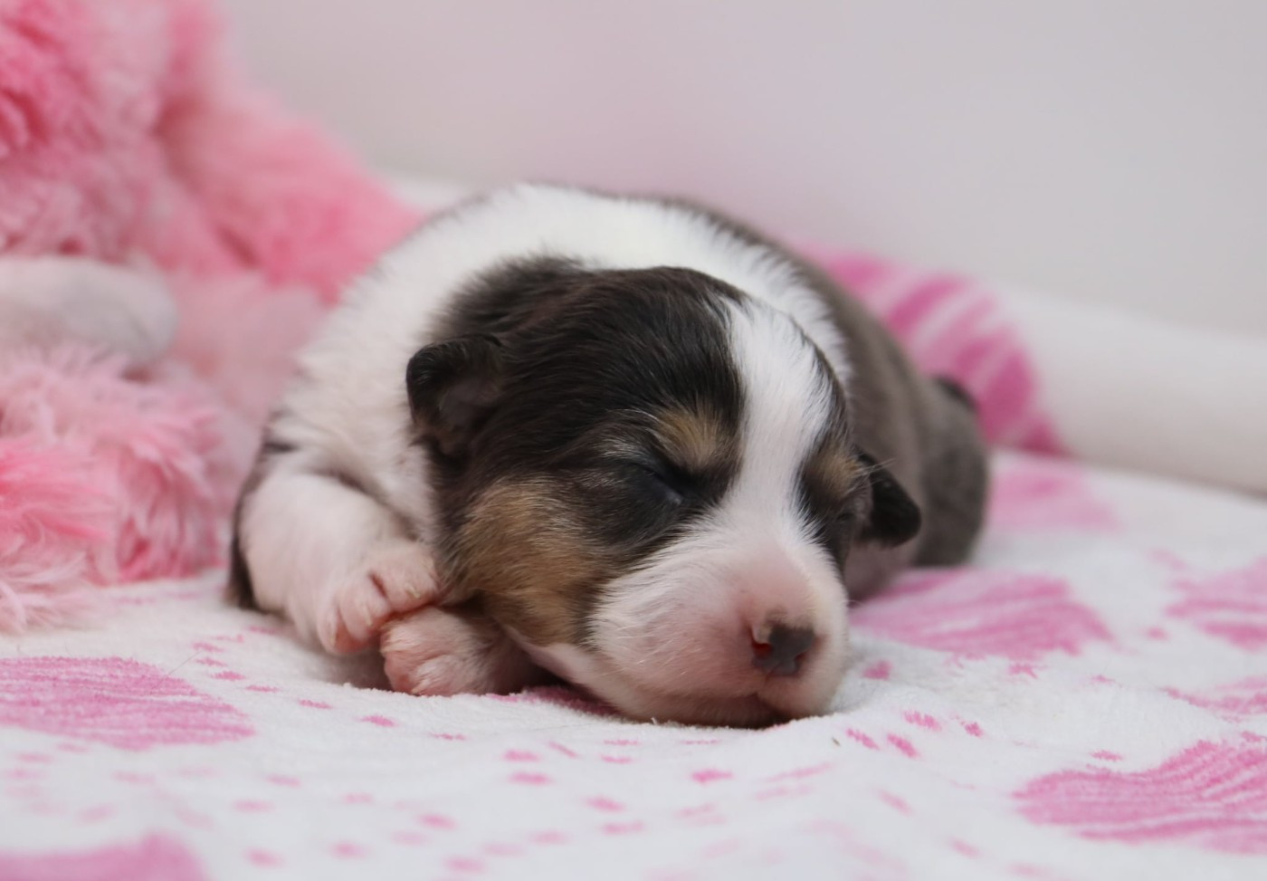 De Windy'stia - Chiots disponibles - Berger Australien