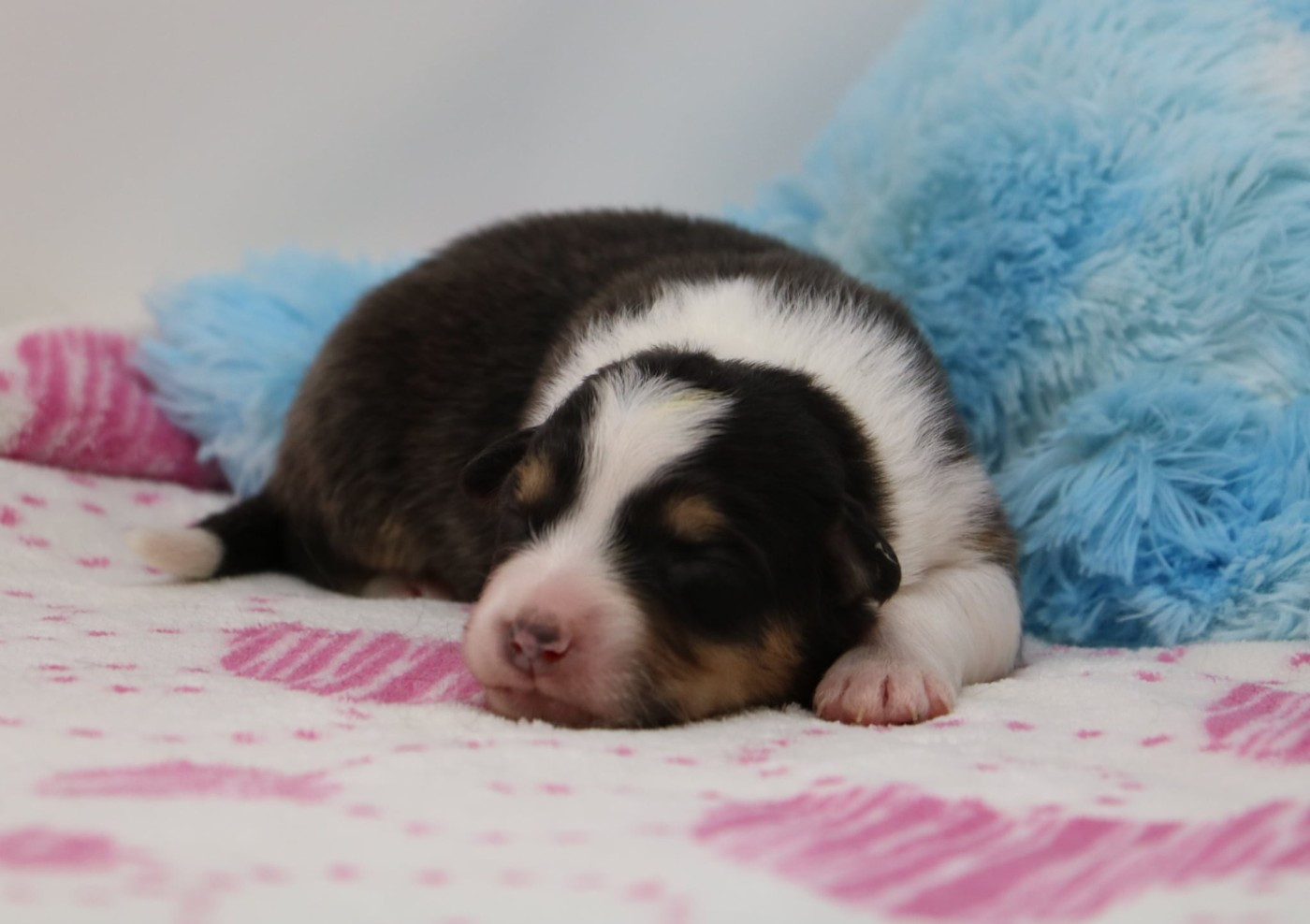 De Windy'stia - Chiots disponibles - Berger Australien