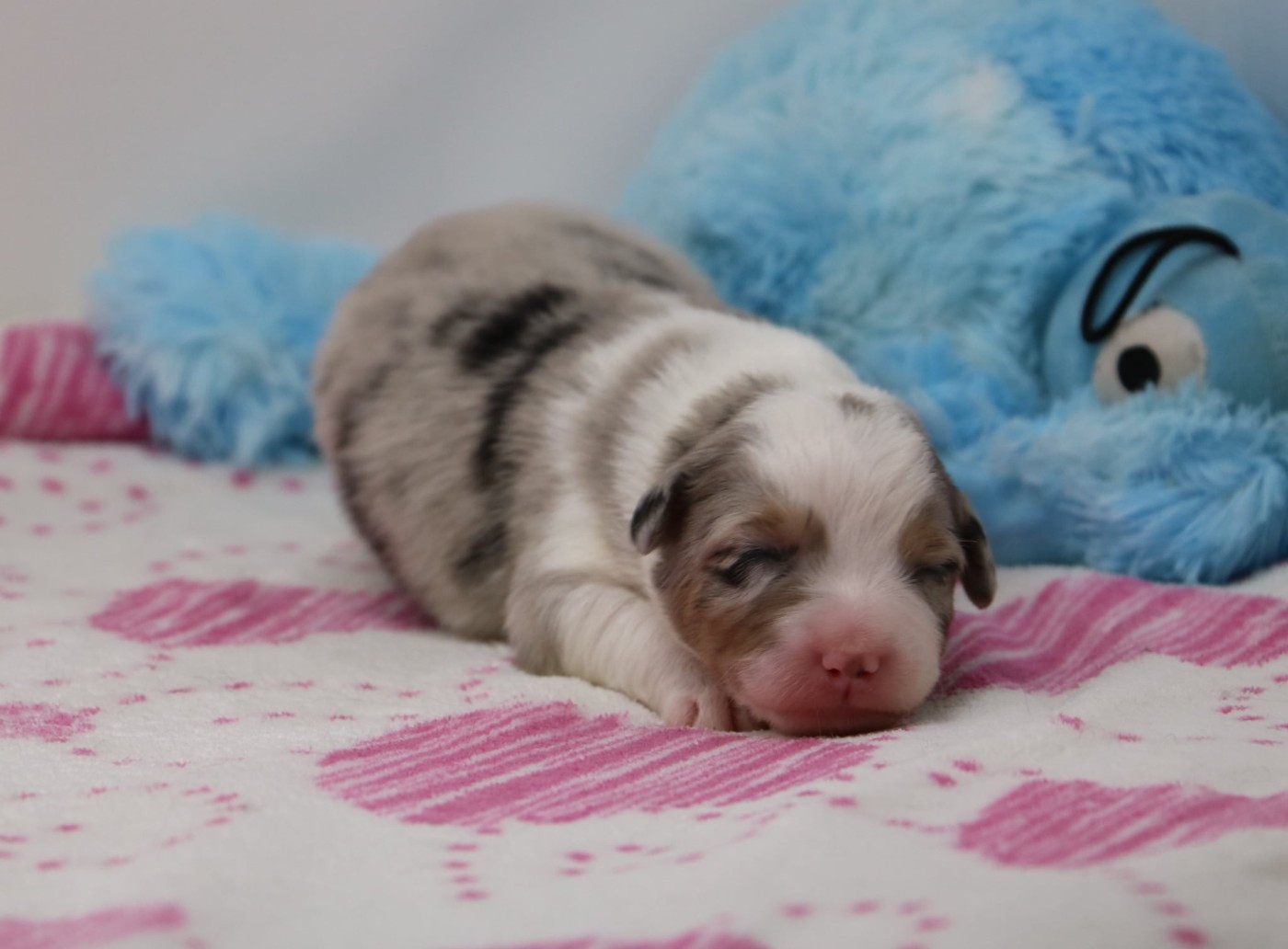 De Windy'stia - Chiots disponibles - Berger Australien