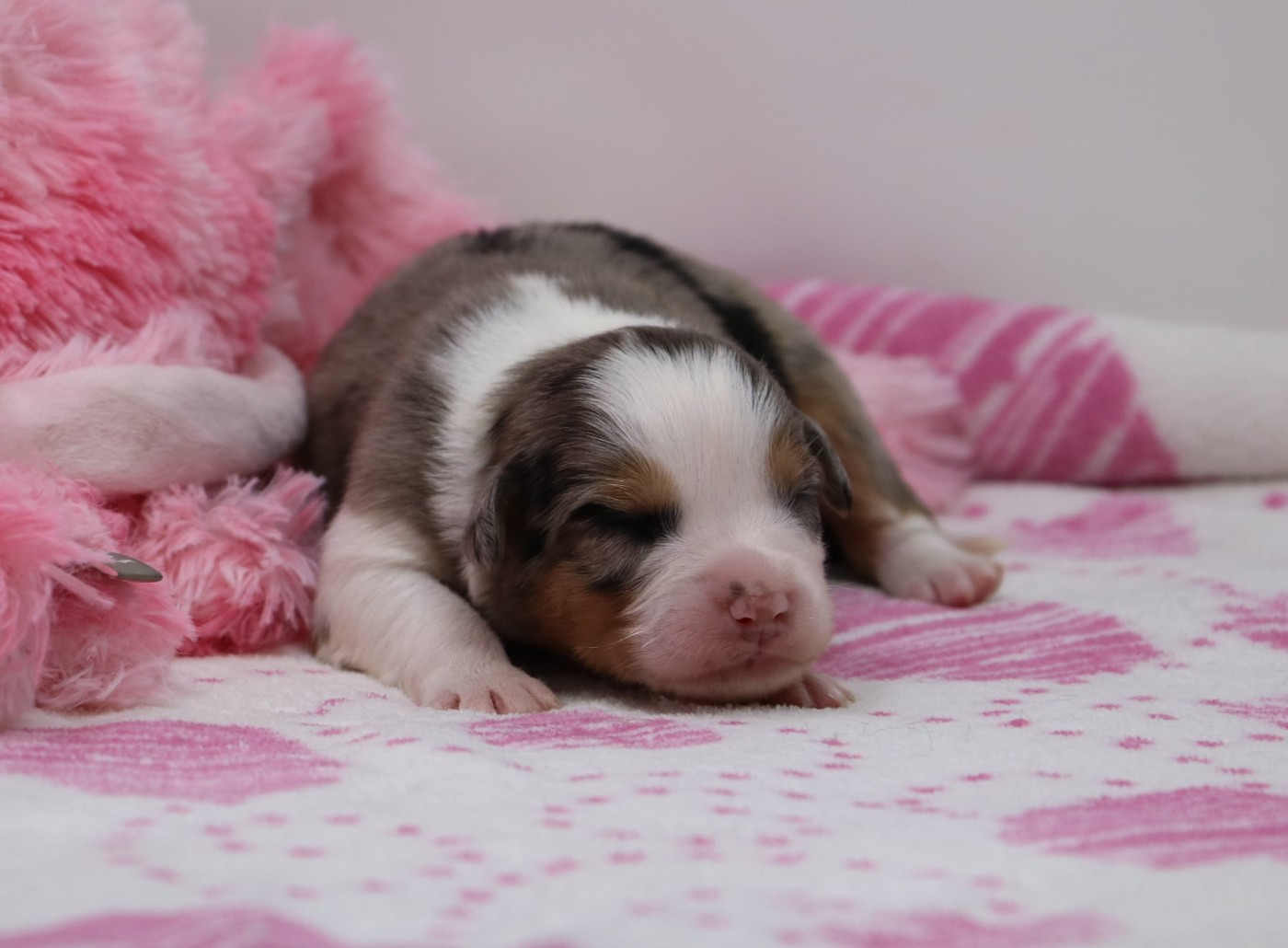 De Windy'stia - Chiots disponibles - Berger Australien