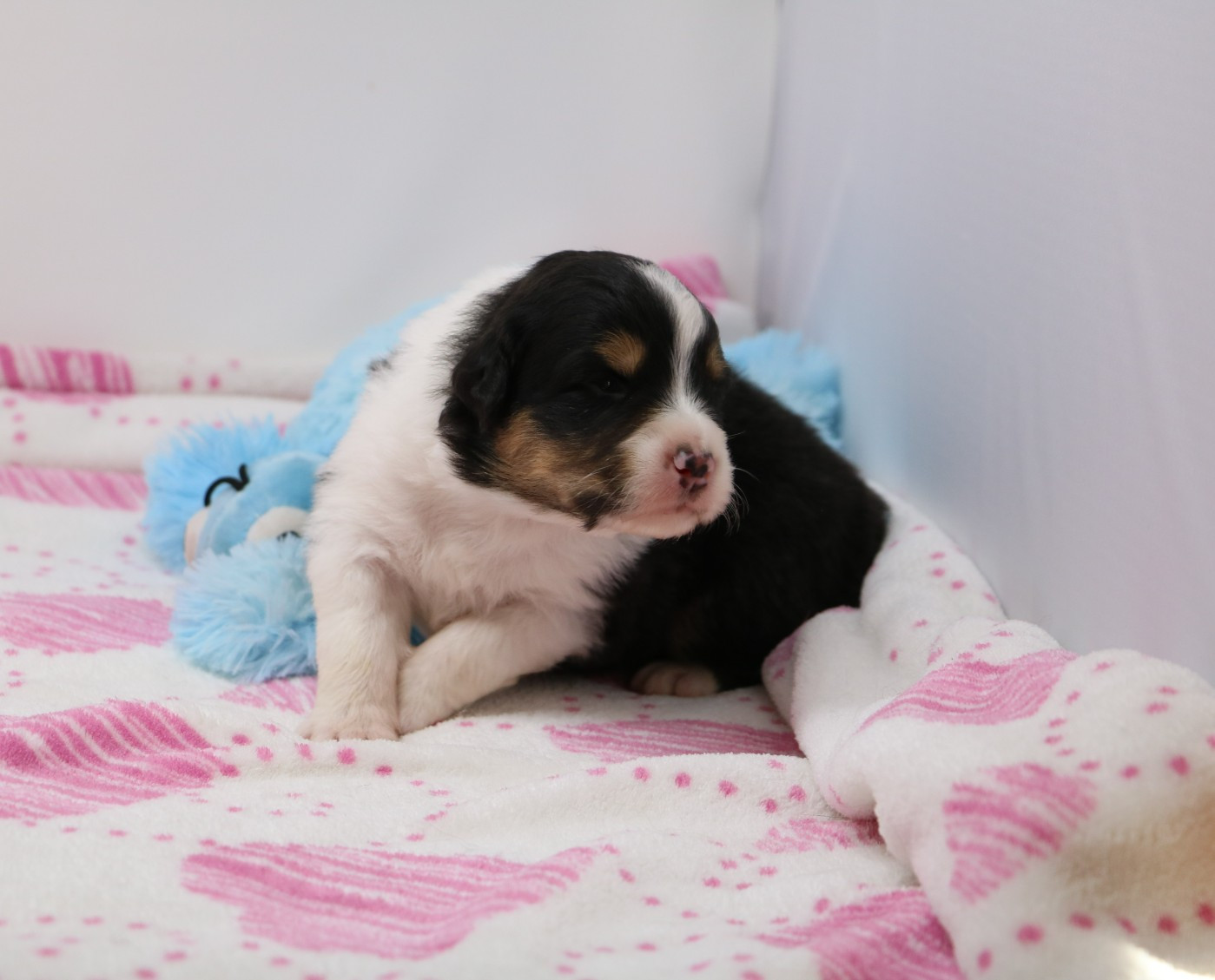 De Windy'stia - Chiots disponibles - Berger Australien