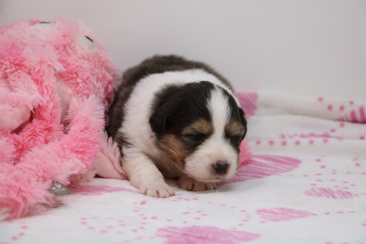 De Windy'stia - Chiots disponibles - Berger Australien