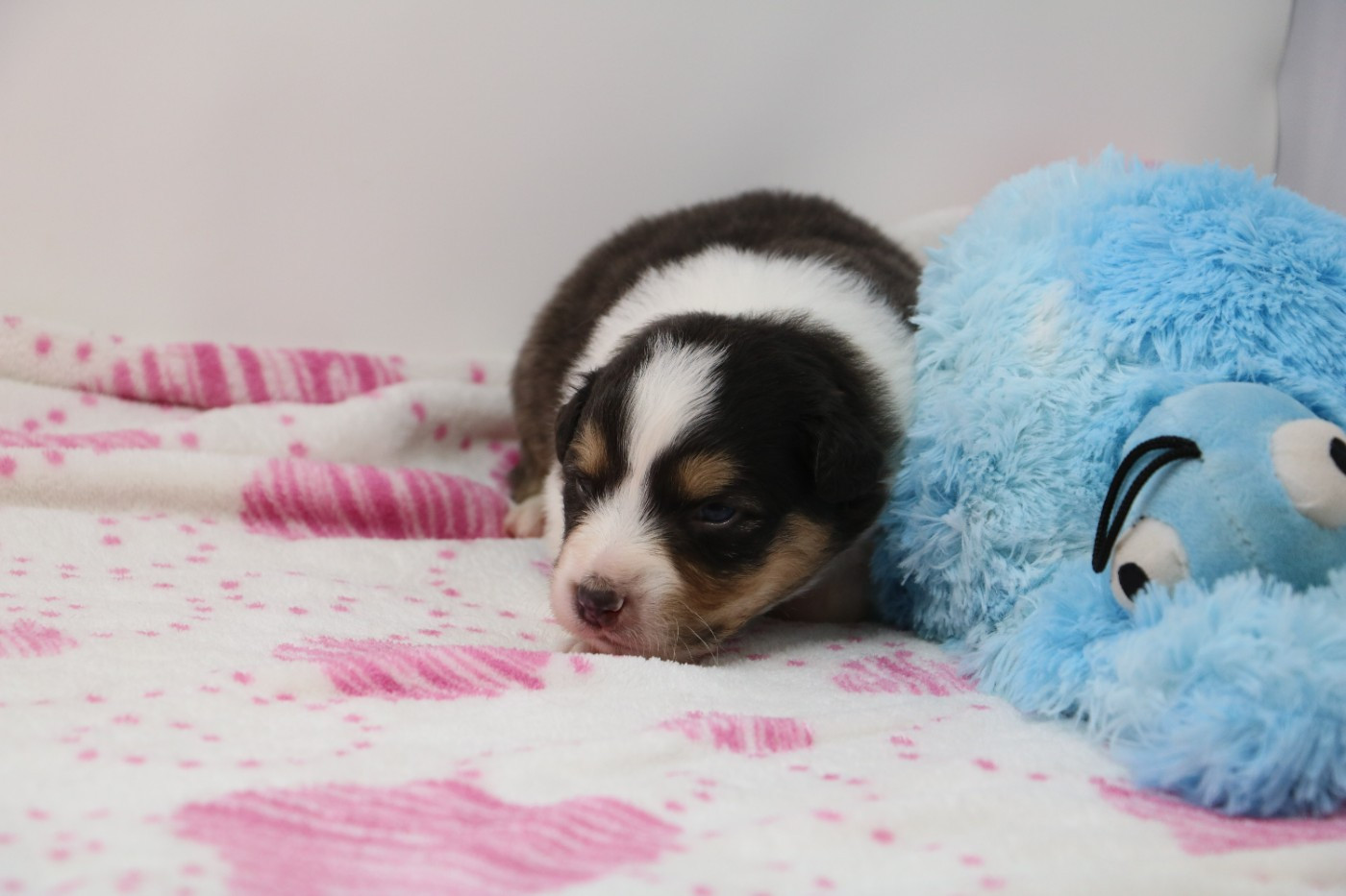 De Windy'stia - Chiots disponibles - Berger Australien