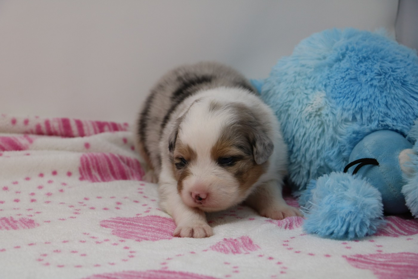 De Windy'stia - Chiots disponibles - Berger Australien