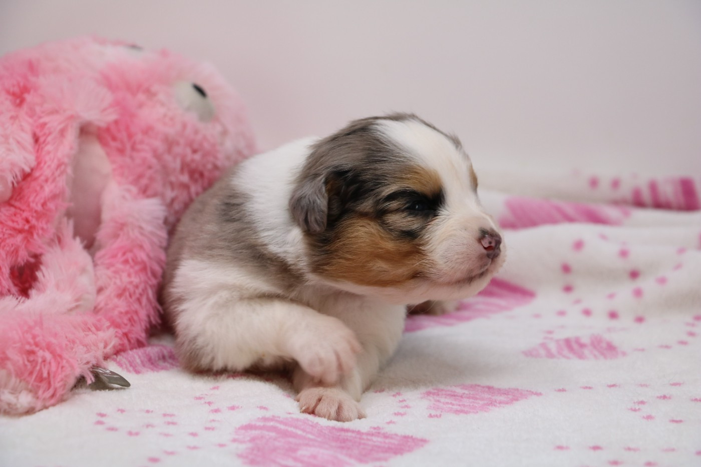 De Windy'stia - Chiots disponibles - Berger Australien