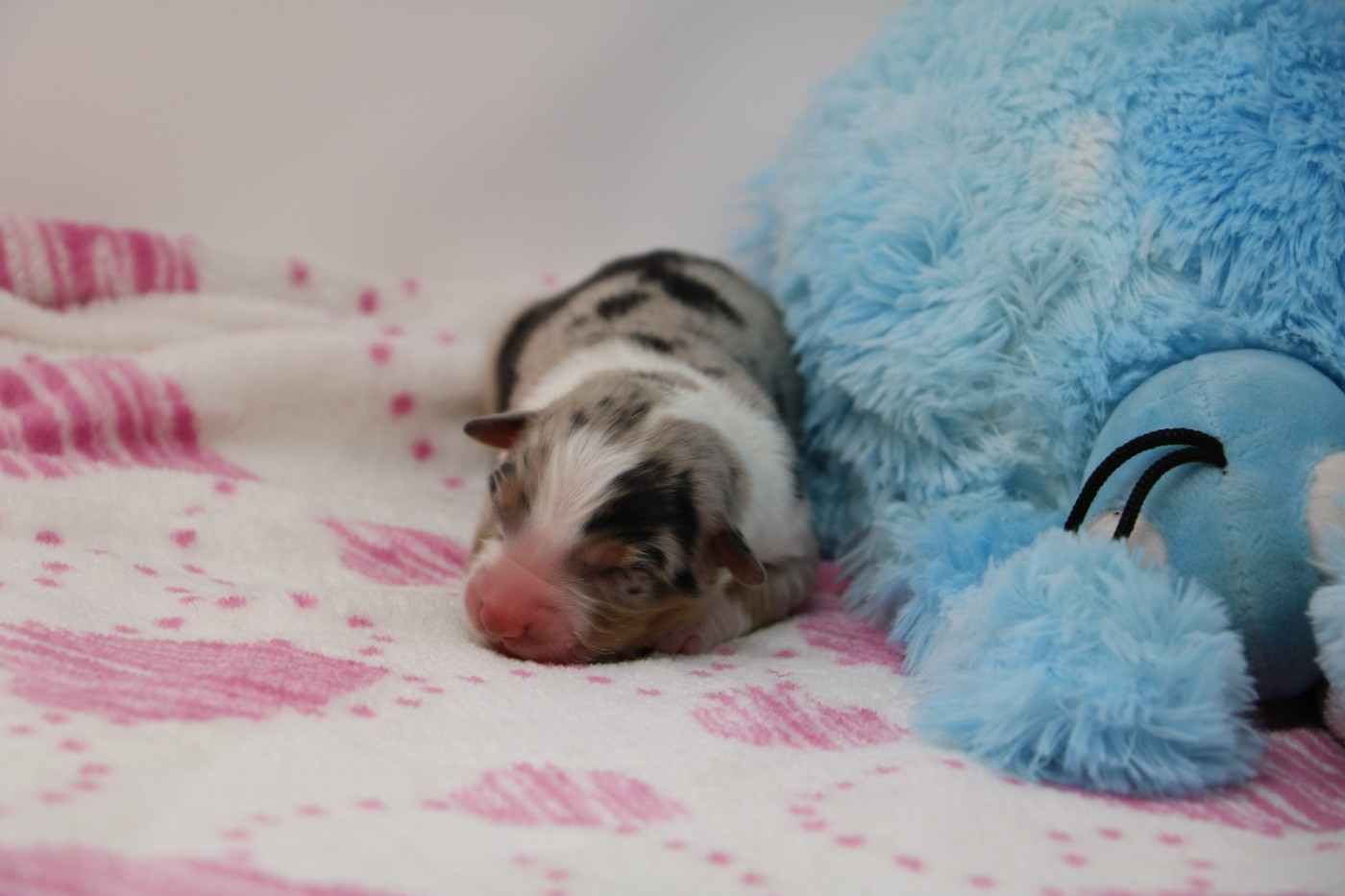 De Windy'stia - Chiots disponibles - Berger Australien