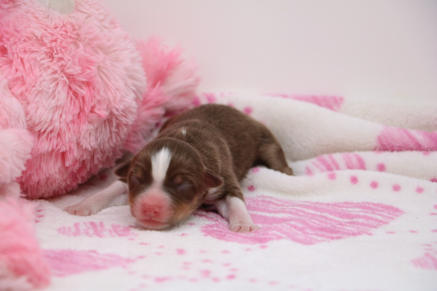 De Windy'stia - Chiots disponibles - Berger Australien