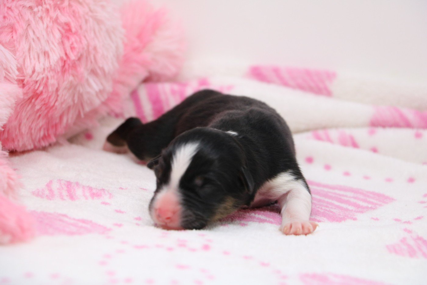 De Windy'stia - Chiots disponibles - Berger Australien