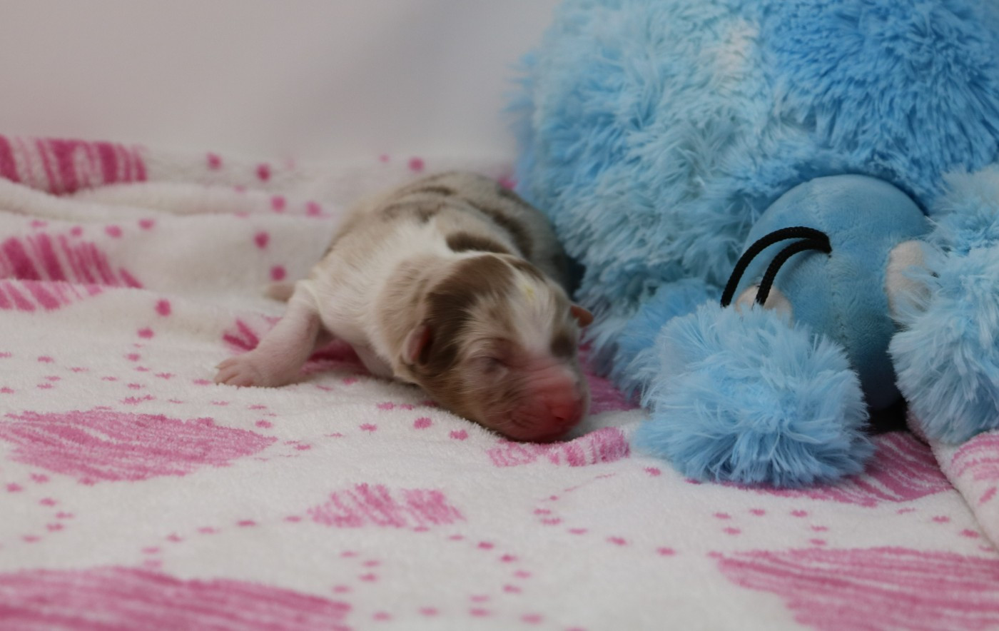 De Windy'stia - Chiots disponibles - Berger Australien