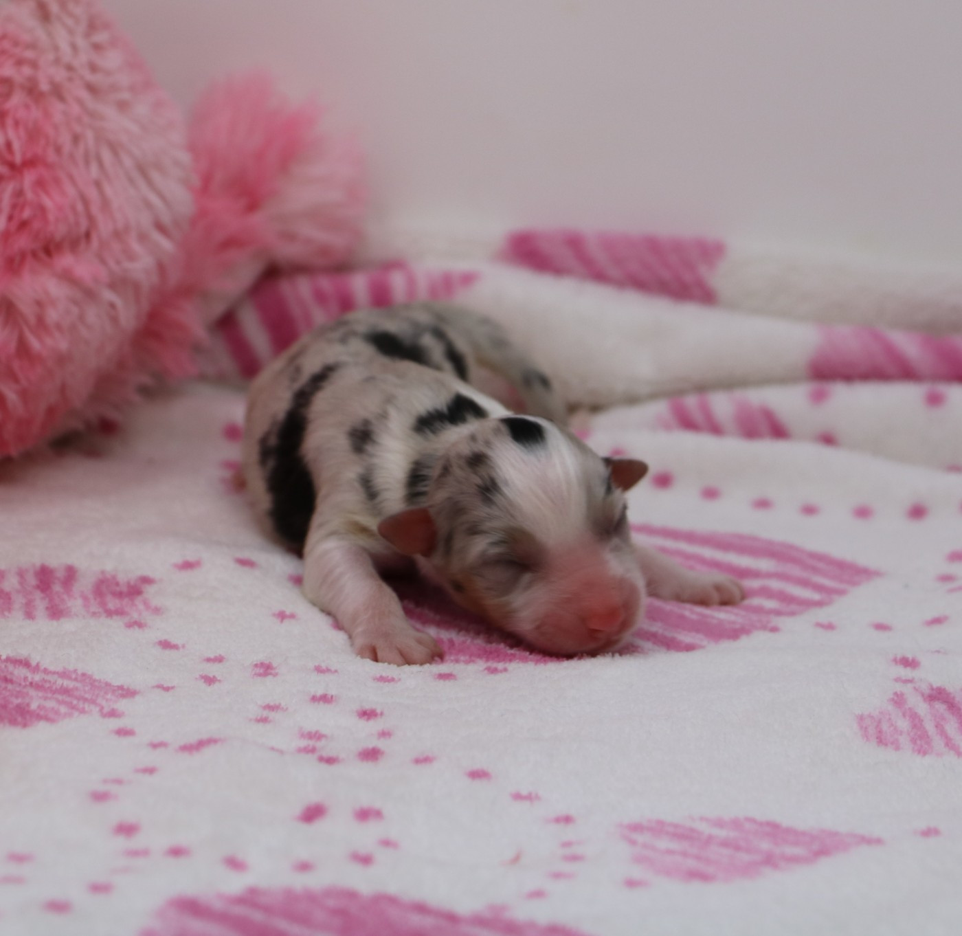 De Windy'stia - Chiots disponibles - Berger Australien