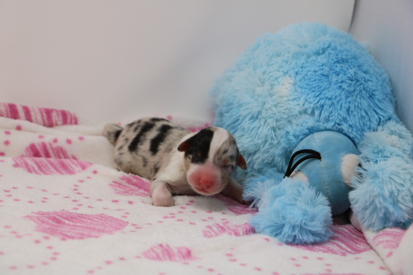 De Windy'stia - Chiots disponibles - Berger Australien