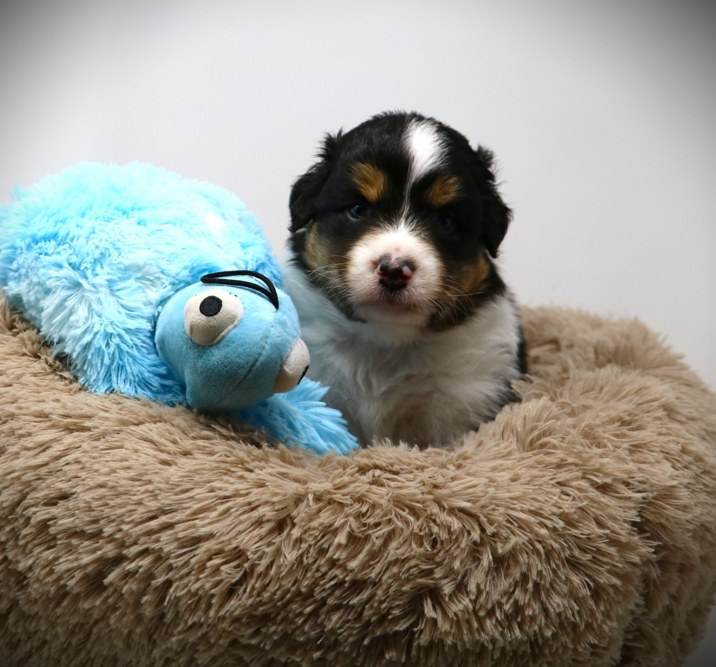 De Windy'stia - Chiots disponibles - Berger Australien