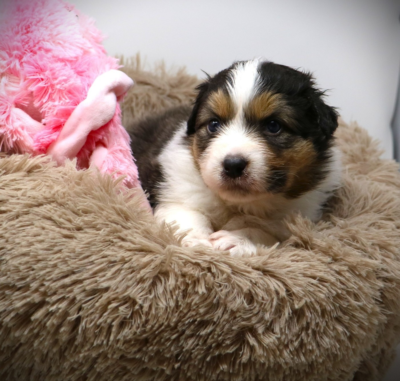 De Windy'stia - Chiots disponibles - Berger Australien