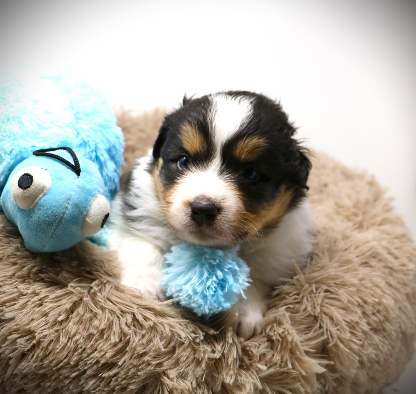 De Windy'stia - Chiots disponibles - Berger Australien